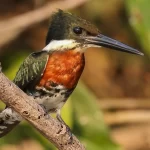 Alcedinidae – The Kingfishers