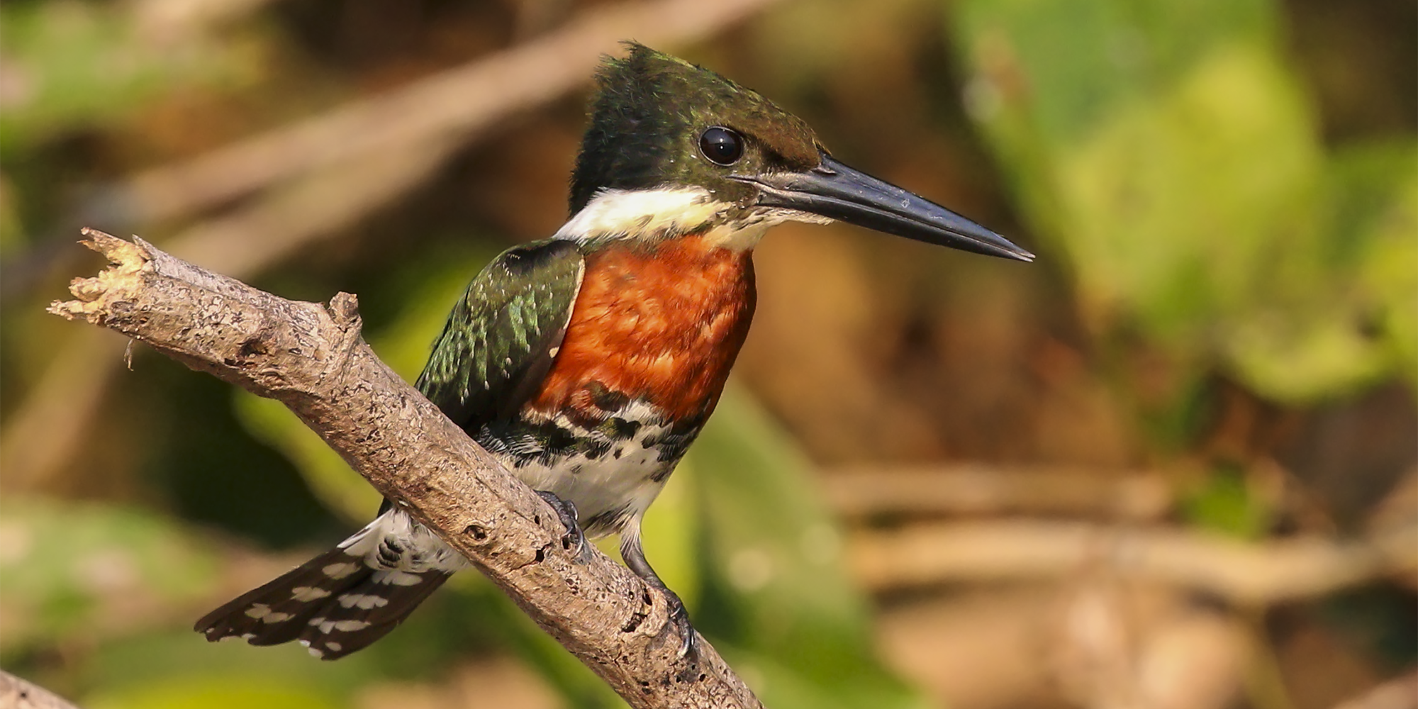 Alcedinidae – The Kingfishers