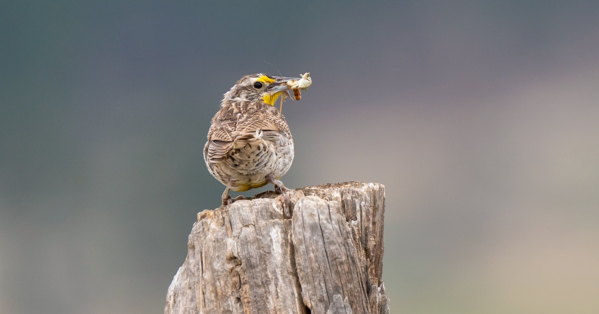 Audubon Conservation Ranching and Kateri Confederate to Advance Regenerative Ranching and Grassland Conservation