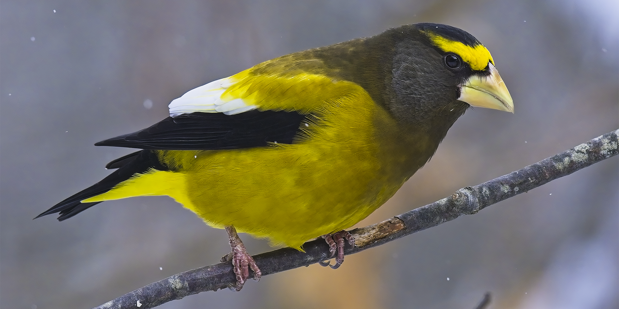 Finches – Fringillidae