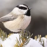 How Birds Get By way of the Winter