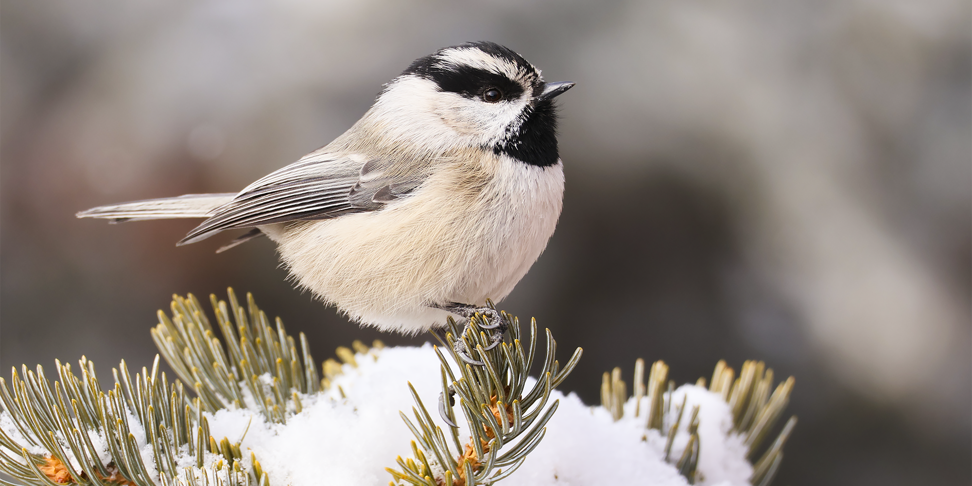 How Birds Get By way of the Winter