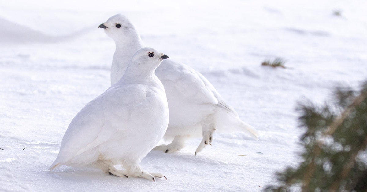 How Lots Longer Can These Chilly-Loving Birds Ultimate inside the Shortly Warming Rockies?