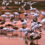 Blended Species Chook Flocks