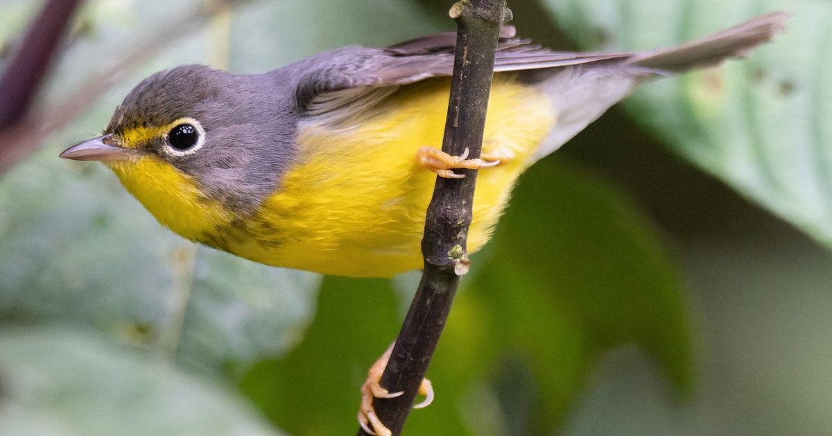 The Americas Flyways Initiative to begin implementation in January 2025