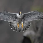 The Peregrine Falcon