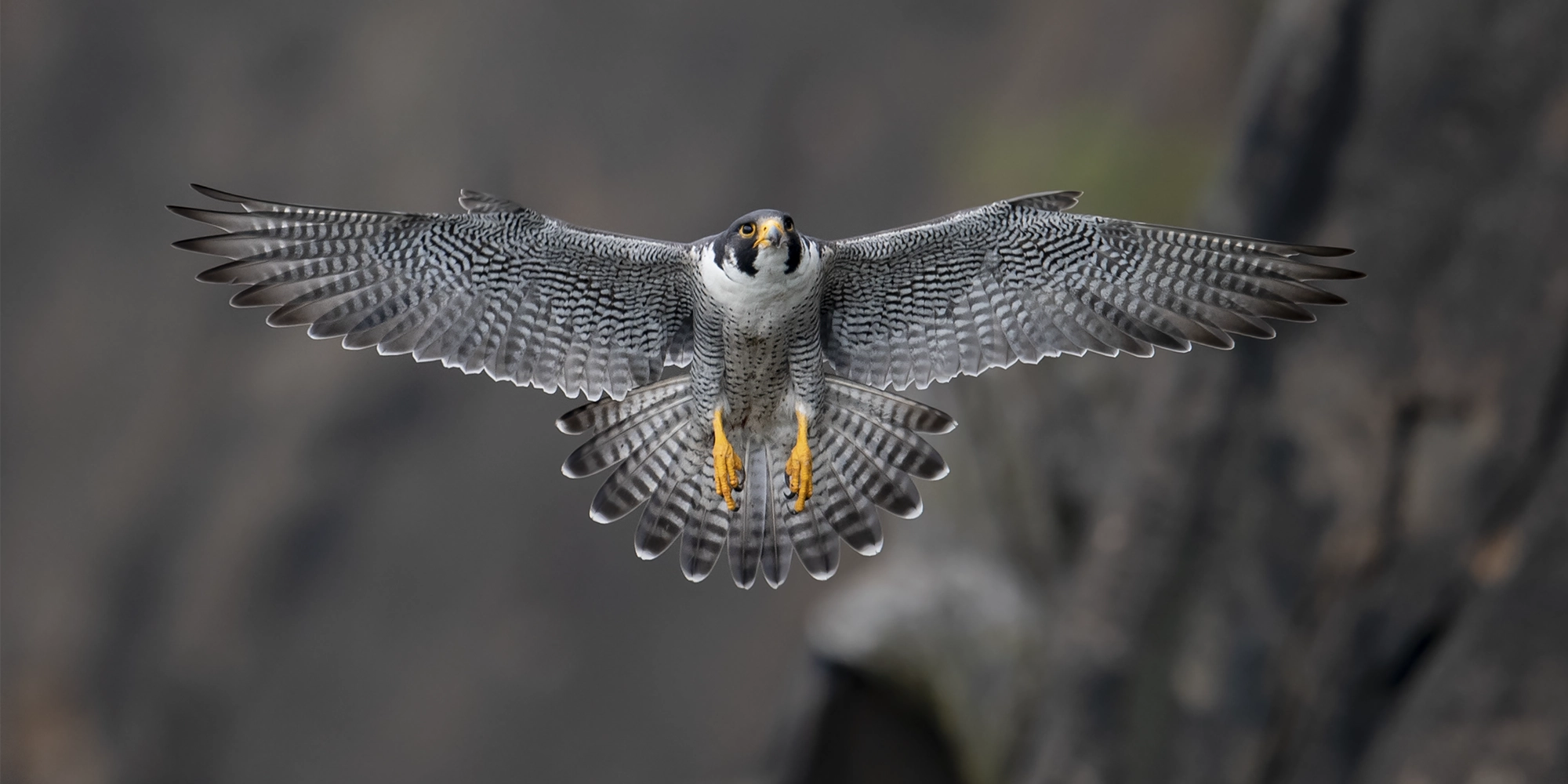 The Peregrine Falcon