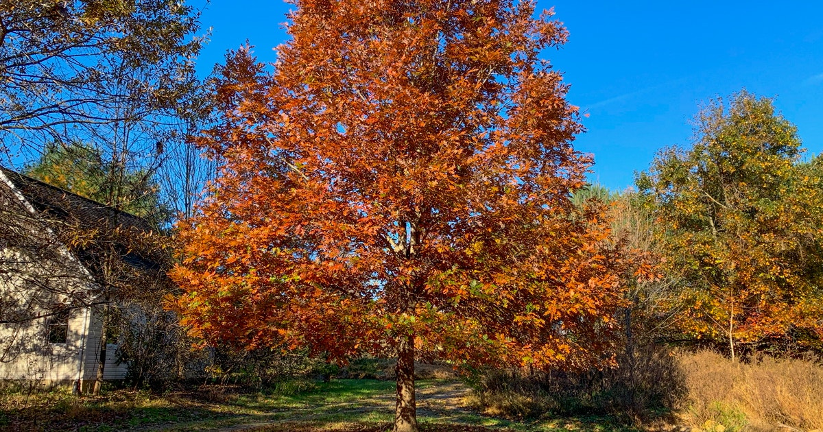 Why Wildlife Groups and Whiskey Makers Are Rallying to Save This Vital Japanese Tree